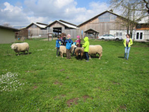 Schafe striegeln (Foto: Lernort Bauernhof)